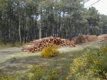 Des billons issus de la forêt de protection.