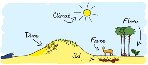 Le milieu naturel : dunes, sol, faune, flore, climat