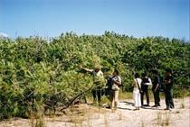 Le cordon littoral et la forêt